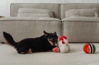Kaboompics - Black and Tan Dog Resting beside a Plush Chicken and Colorful Ball on a Cream Rug