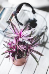 Kaboompics - Soft-Focus Pink Flower in Front of Books and Headphones