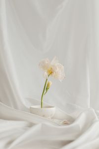 Kaboompics - White Blossoms Emerging from White Fabric Folds