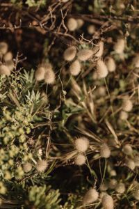 Kaboompics - Fuzzy Seed Heads among Wild Grass and Greenery
