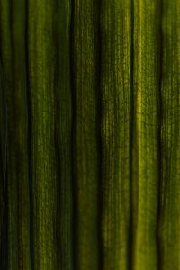 Kaboompics - Tropical Leaf Texture With Soft Light And Shadow