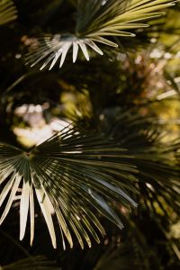 Kaboompics - Tall Palm Fronds in Conservatory Light
