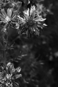 Kaboompics - Black and White Cosmos Flowers