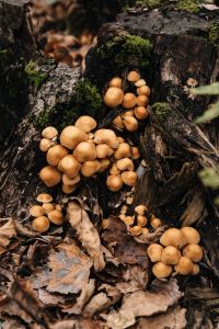 Kaboompics - Small Tan Mushrooms Growing From Dark Woodland Bark