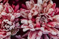 Kaboompics - Pink Frosted Foliage Macro for Colorful Winter Backgrounds and Seasonal Design