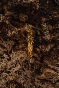 Kaboompics - Small Succulent on a Dark Limestone Cliff Face