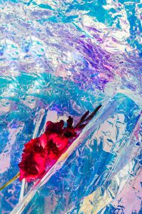 Kaboompics - Red Flower and Iridescent Foil Layers for Abstract Botanical Backgrounds