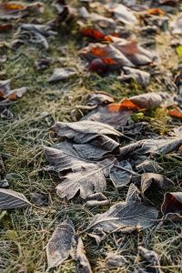 Kaboompics - Frosted Fallen Leaves on a Grassy Path for a Quiet Winter Background