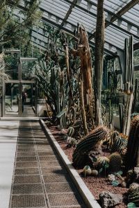 Kaboompics - Cacti and Succulents in a Greenhouse Walkway
