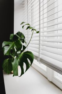 Kaboompics - Monstera in the gold pot