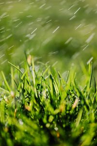 Kaboompics - Wind-Swept Grass with Diagonal Motion Streaks, Abstract Spring Green Background