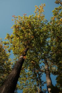 Kaboompics - Low Angle View of Tall Autumn Trees Against Blue Sky