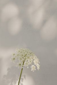Kaboompics - Bright and warm free backgrounds or wallpapers