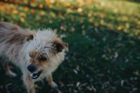 Kaboompics - Dog in an autumn garden