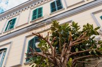 Kaboompics - Green Shutters and Frangipani Tree on a Naples Facade
