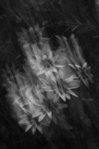 Abstract Black and White Flower Photography With Motion Blur