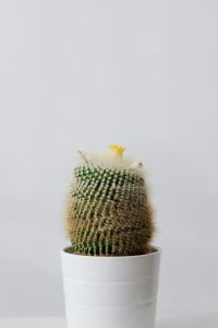 Kaboompics - Indoor Cactus in a Simple Pot on White Background