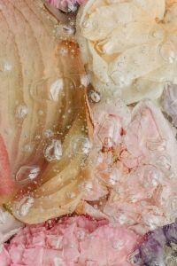 Kaboompics - Neutral Beige Blush and Mauve Flower Petals Under Water-Dappled Glass, Vertical Background