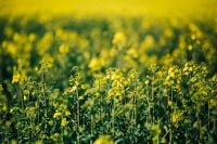 Kaboompics - Yellow Canola Flowers in Bloom Field