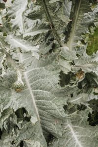 Kaboompics - Close-Up of Thistle Leaves in Dune Vegetation