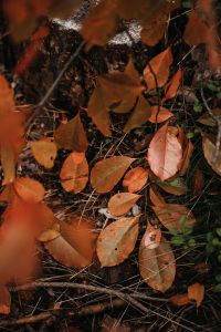Kaboompics - Fallen Autumn Leaves Around a Dark Woodland Stump