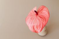 Kaboompics - Pink Anthurium in White Vase on Minimal Beige Set