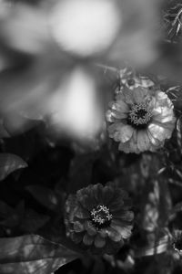 Kaboompics - Black and White Soft Focus Garden Flowers