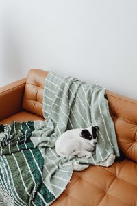 Kaboompics - Green Winter Throw Draped Over Leather Sofa