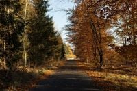 Kaboompics - Empty Road Through Mixed Evergreen and Deciduous Autumn Forest