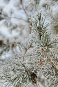 Kaboompics - Icy Pine Needles in a Winter Forest