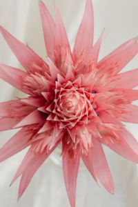Kaboompics - Aechmea Houseplant with Silver Vase Detail