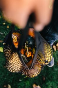 Kaboompics - Hand Carrying Basket of Pumpkins Outdoors