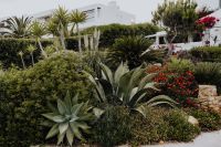Kaboompics - Plants of Portugal
