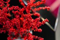 Kaboompics - Red rowan in a black-and-white pot