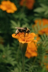 Kaboompics - Bumblebee On Summer Flower