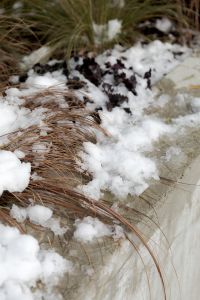Kaboompics - Dark Burgundy Heuchera Leaves and Dried Grasses Partly Covered with Snow