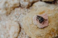 Kaboompics - Dry dead crab at the beach