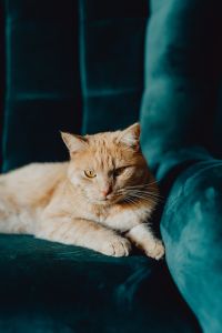 Kaboompics - Ginger Cat Resting with Front Paws on a Teal Velvet Chair