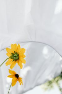 Kaboompics - Front-Facing Yellow Flower With Mirror Reflection on White Drapery