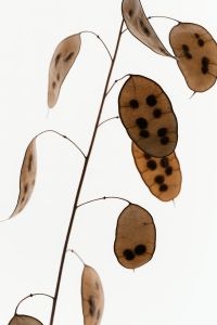 Kaboompics - Dried Lunaria Stems With Multiple Seed Pods On Clean Background