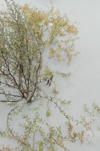 Kaboompics - Green Coastal Shrub Branches on Pale Sand, Minimal Baltic Sea Background