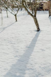 Fresh snow in the garden