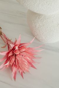Kaboompics - Aechmea Fasciata Detail in Soft Interior Light