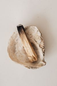 Kaboompics - Diagonal Palo Santo Stick on Seashell for an Energy Cleansing Ritual