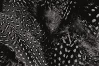 Kaboompics - Monochrome Feather Pattern with Fine Quill Details