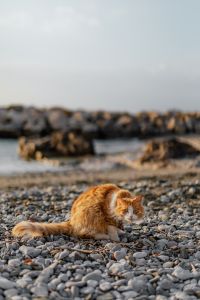 Cats in Sorrento, Italy: Coastal Streets, Boats and Beach Scenes