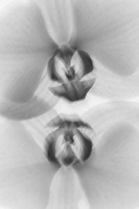 Kaboompics - Black and White Orchid Vertical Abstract Background