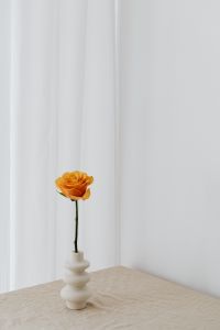 Kaboompics - Minimal Orange Rose in Textured White Vase on Beige Table, Wide Neutral Copy Space
