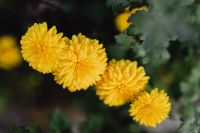 Kaboompics - Horizontal Group of Chrysanthemum Blooms