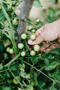 Kaboompics - Hand Checking a Cluster of Green Cherry Tomatoes in the Garden